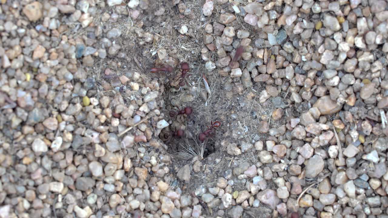 개미 교통 흐름의 근접 촬영 영상