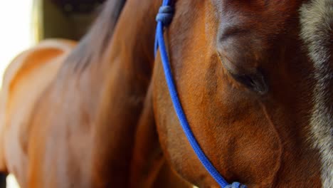 Caballo-En-Establo-4k