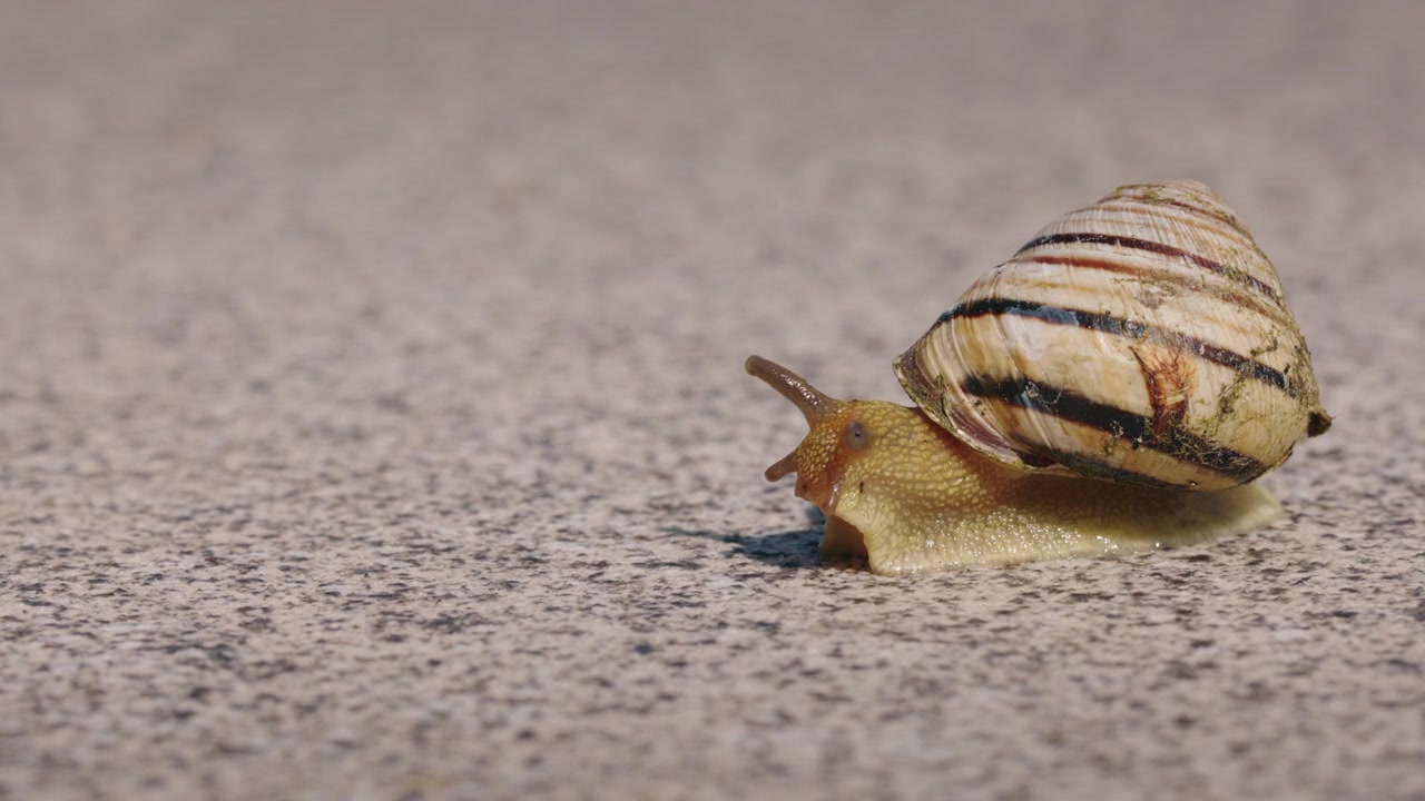 Striped Land Snail in Close-Up on Textured Surface