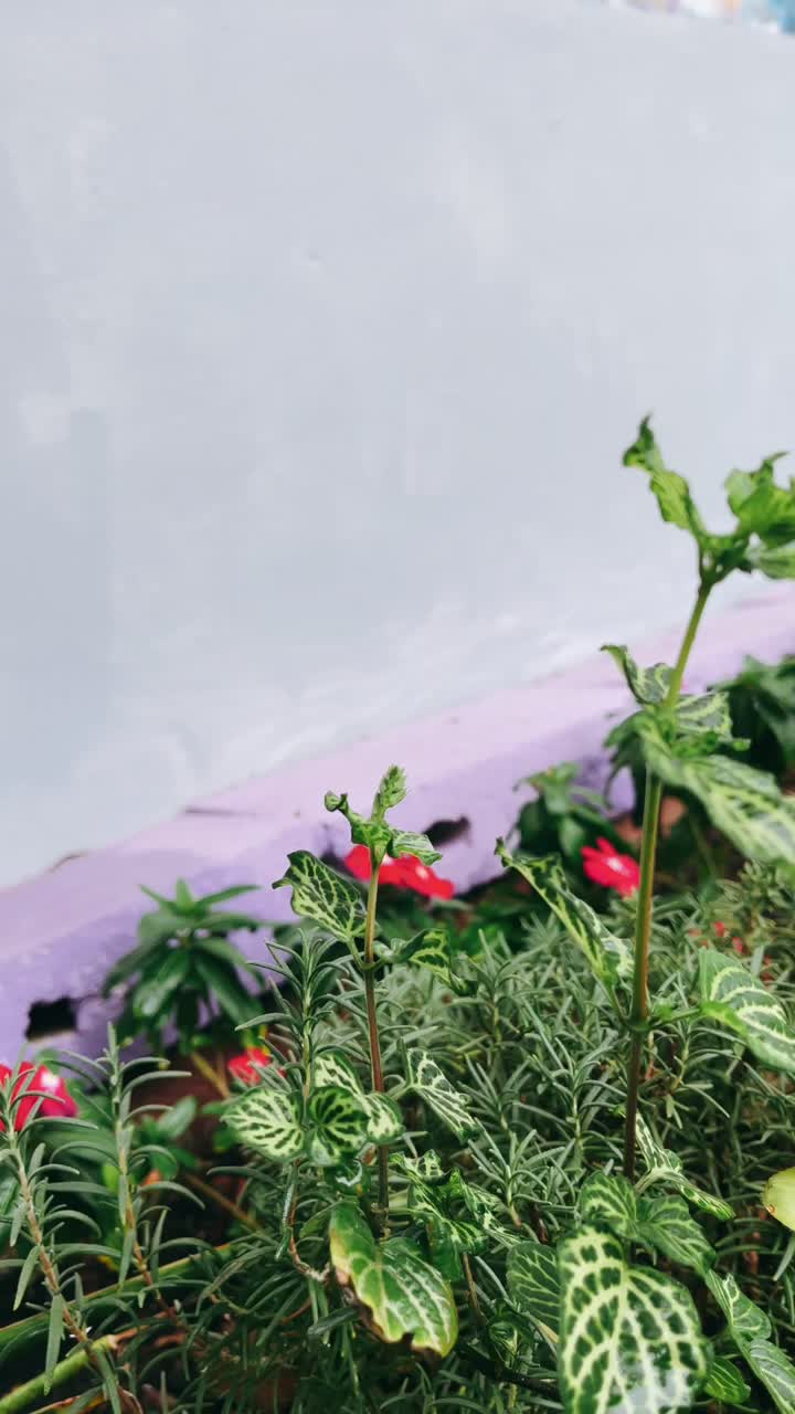 primer plano de las plantas en un jardín