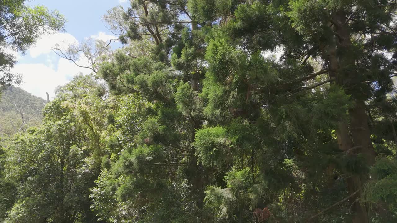 paisaje de bosque exuberante con montañas y cielo