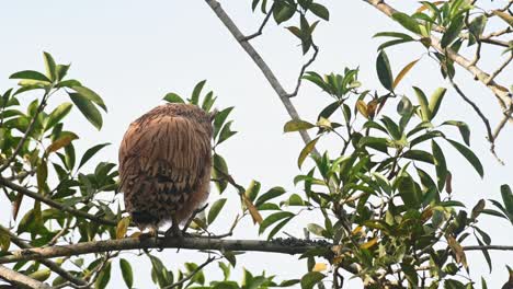 a fledgling just standing on its perch then moves a little as it looks around, buffy fish owl ketupa ketupu, fledgling, khao yai national park, thailand