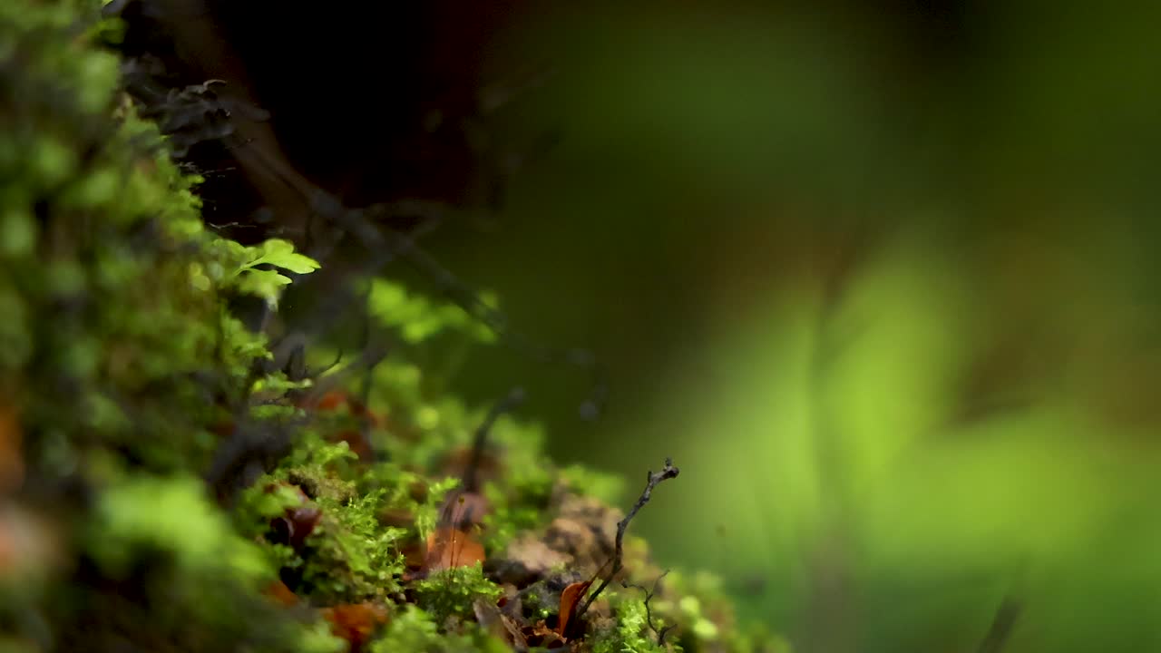 Close-up of moss and leaves in rainforest