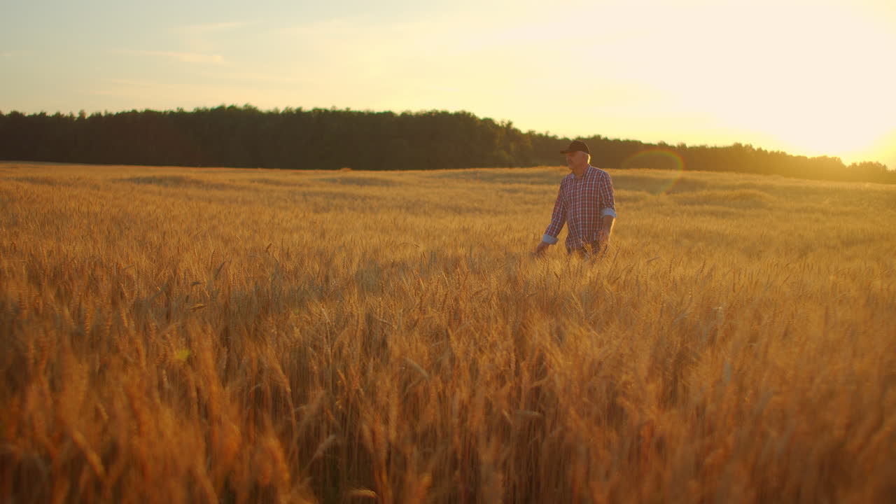 viejo agricultor caminando por el campo de trigo al atardecer tocando las espigas de trigo con las manos - concepto de agricultura. brazo masculino moviéndose sobre el trigo maduro que crece en el prado.