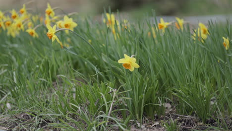 flores, tulipanes amarillos y narcisos en un jardín.