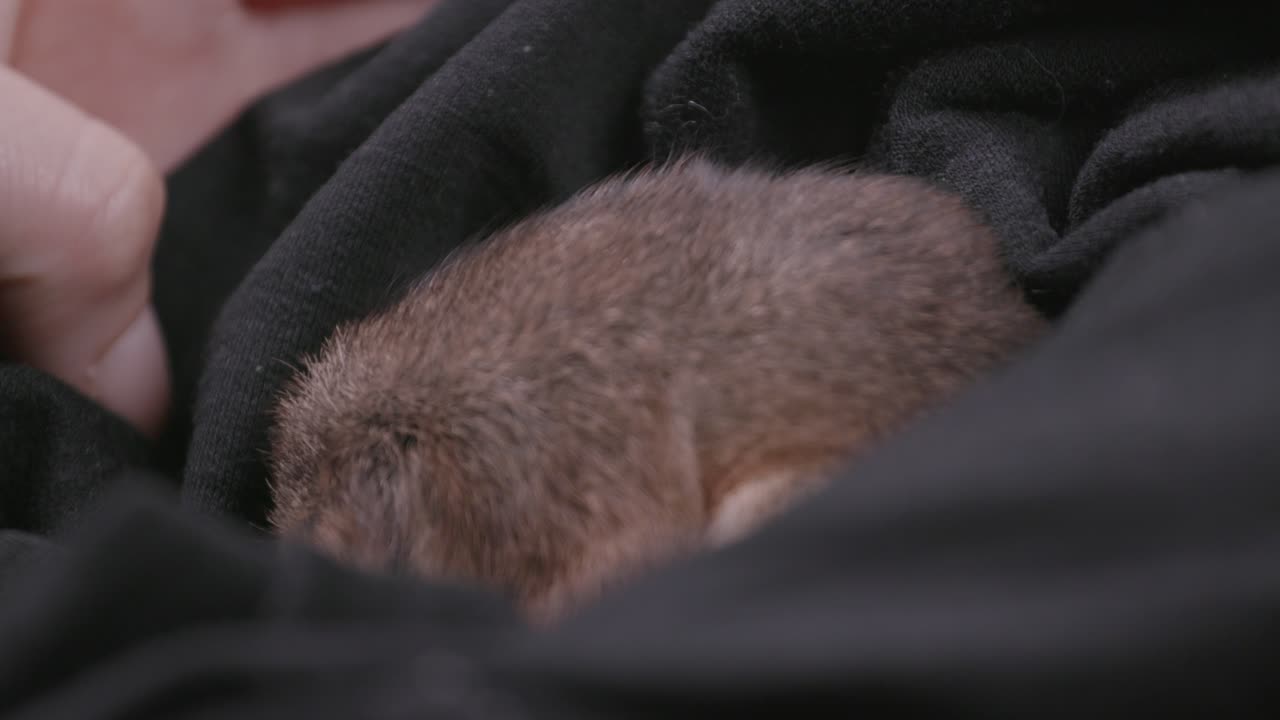 Adorable close-up of a young Australian ring-tailed possum napping in a black blanket, showcasing its soft fur and serene expression in dim, cozy lighting