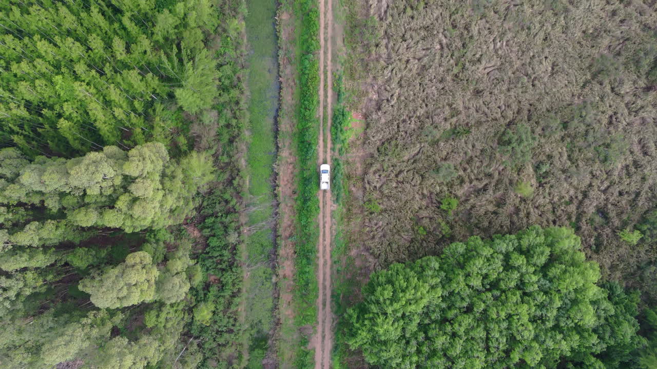 Ascending birdseye aerial clip of white car slowly driving in dirt road between tree plantations. Calm scene with multiple shades of green.