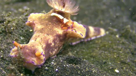 Nudibranquio-Ceratosoma-Trilobatum-Siendo-Anfitrión-De-Un-Camarón-Emperador