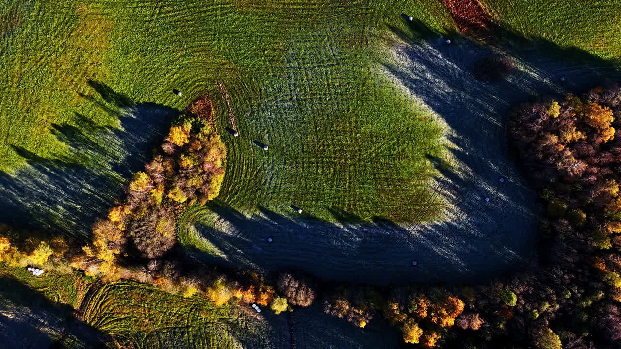 Top-down aerial of frosty grass fields and trees casting long morning shadows