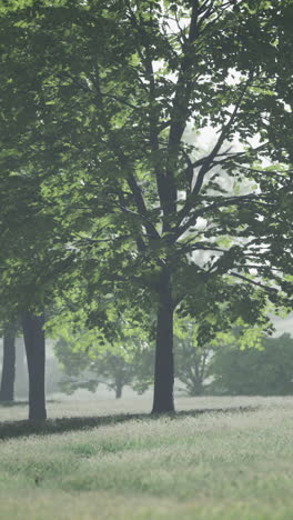 the green mapple leaves in the summer