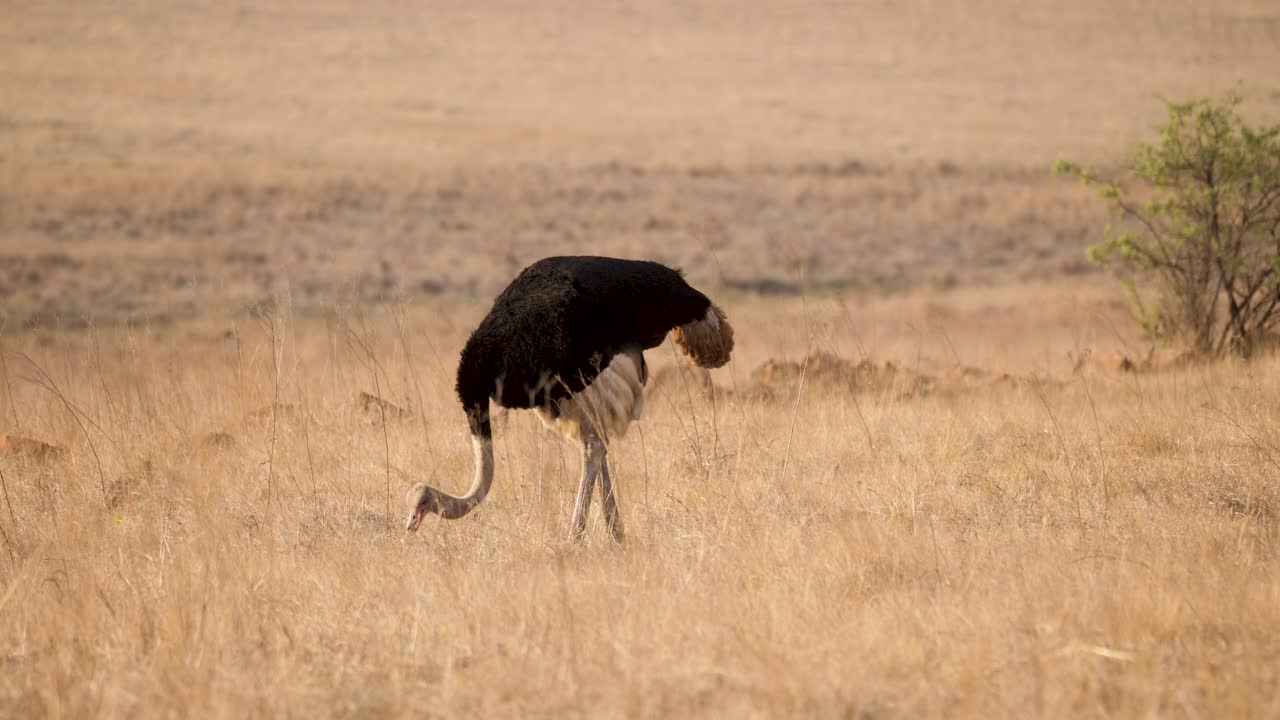uno struzzo si nutre tra le alte erbe della savana in un parco faunistico sudafricano