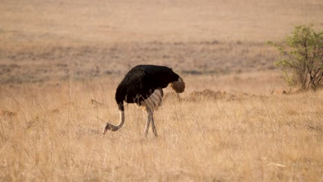 an ostrich feeds among the tall grasses of the savannah in a south african wildlife park