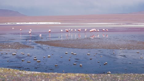 Flamencos-Vadeando-En-Un-Lago-Reflectante-Con-Tonos-Rosados-En-El-Altiplano-Boliviano