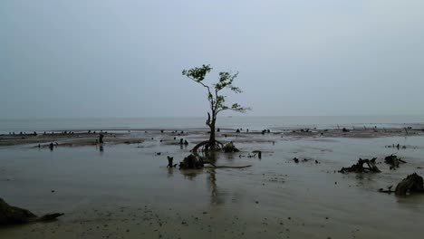 isolated sea beach mangrove trees and low tide landscape