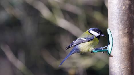 4K-Slow-motion-footage-of-birds-landing-on-a-bird-seeder-and-eating-seeds