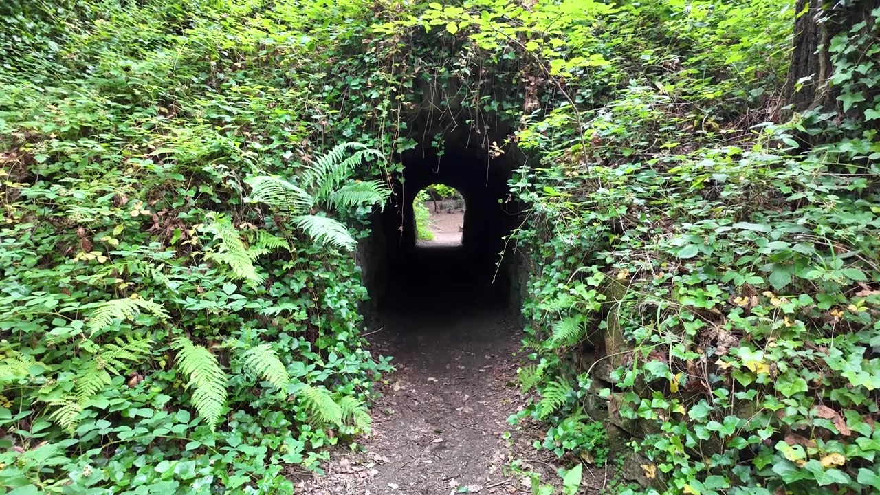 POV Walking Through a Narrow Tunnel of Trees on a Dense Woodland Footpath