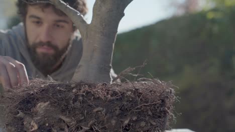 young man pruning old bonsai roots with shears, working in the backyard in sunny day, home gardening, bonsai and plants care concepts. spring garden work