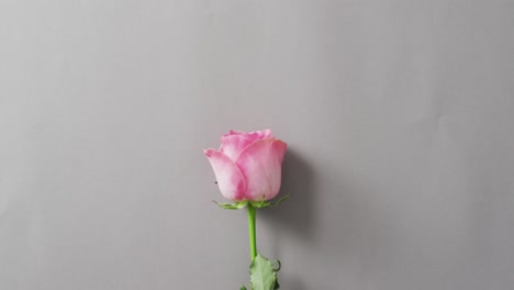 Pink-rose-lying-on-pink-background-at-valentine's-day