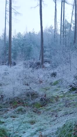 frozen forest at dawn