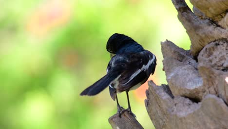 東方<unk> (eastern magpie-robin) 是泰國最常見的鳥類,可以在任何地方看到它.