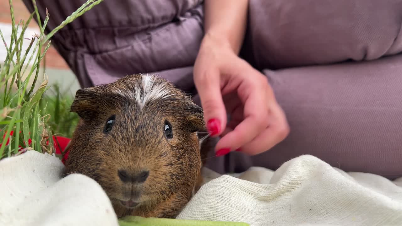 귀여운 기니피그