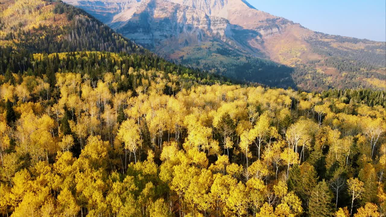 Ripresa aerea inclinata e rivelatrice del Monte Timpanogos circondato da una foresta in autunno