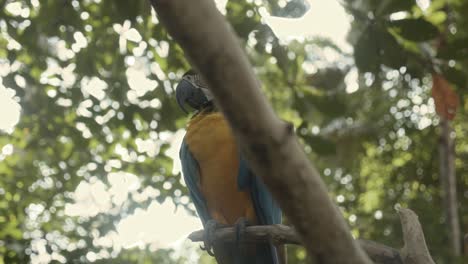 Sehr-Bunter-Papagei-Sitzt-Auf-Baum-Und-Schläft