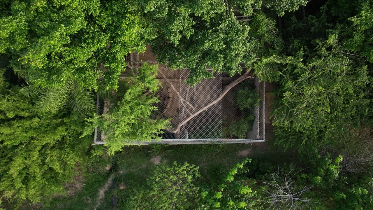 puma salvaje en una jaula en un centro de rescate de animales en bolivia