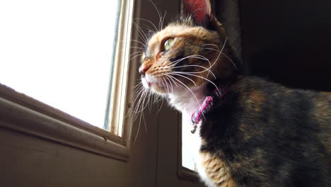 a low angle of a beautiful calico cat looking around outside watching birds from a kitchen door