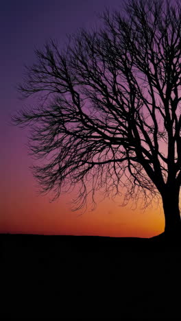 silhouette of a tree at sunset