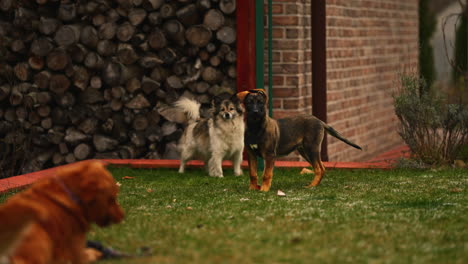 tres perros jugando con una toma cinematográfica a cámara lenta de juguete