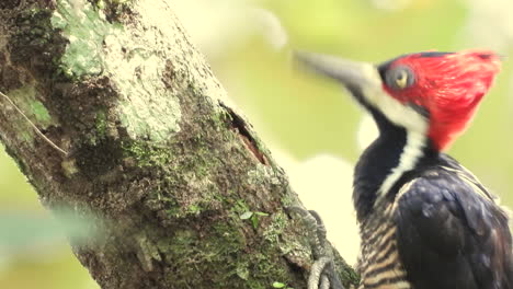 Primer-Plano-De-Carpintero-De-Cresta-Carmesí-Picoteando-Y-Comiendo-Larvas-Del-Tronco-Del-árbol-Con-Su-Pico,-Selva-Tropical-De-Panamá