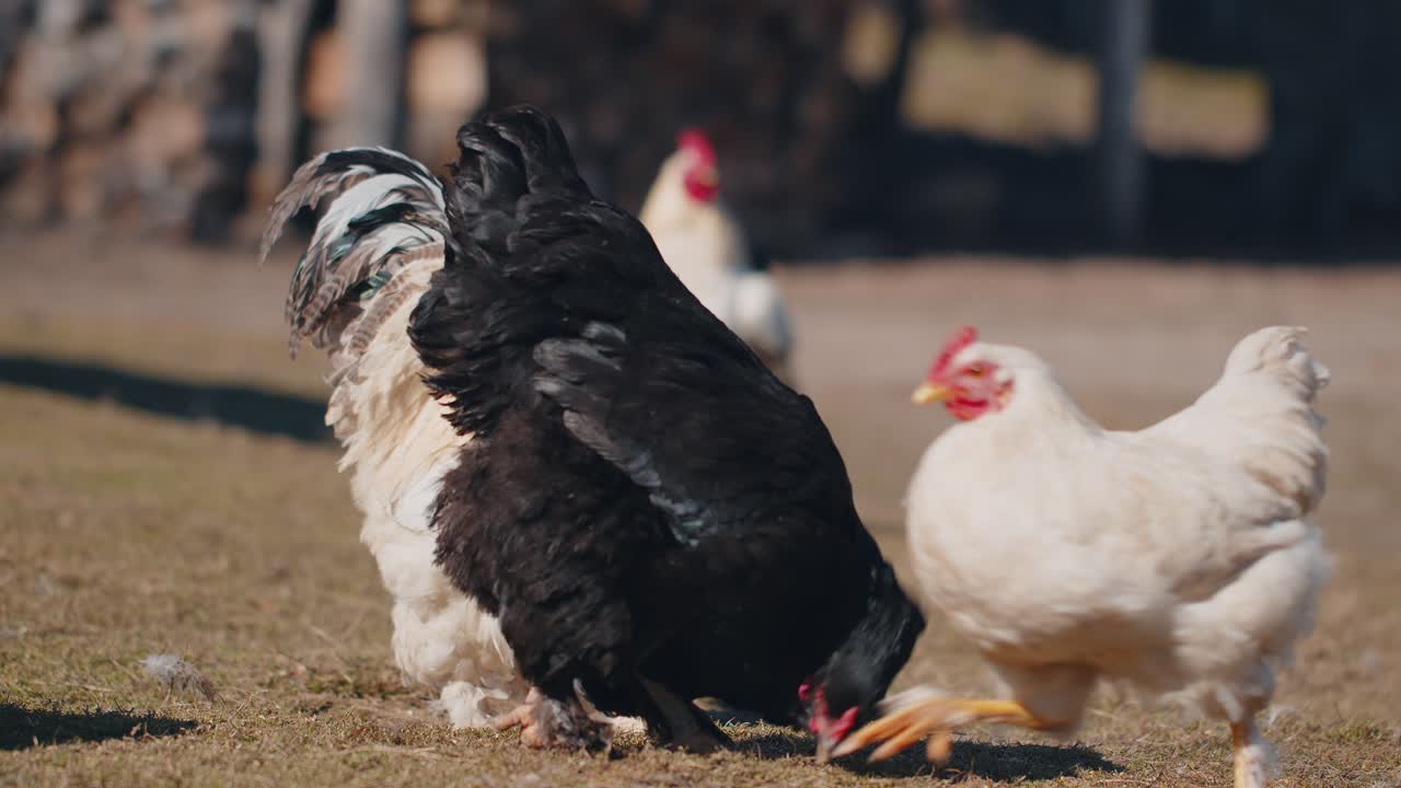 pollos y gallos domésticos que comen granos en granjas de pasto libre con hierba amarilla en pequeñas granjas ecológicas