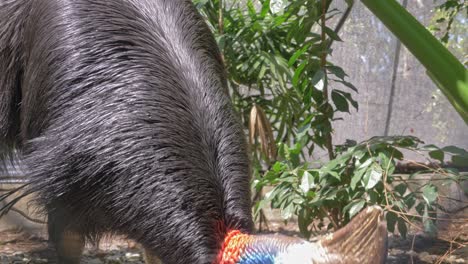 Two-wattled-Cassowary-Drinking-Water-On-A-Hot-Sunny-Weather-In-Australia