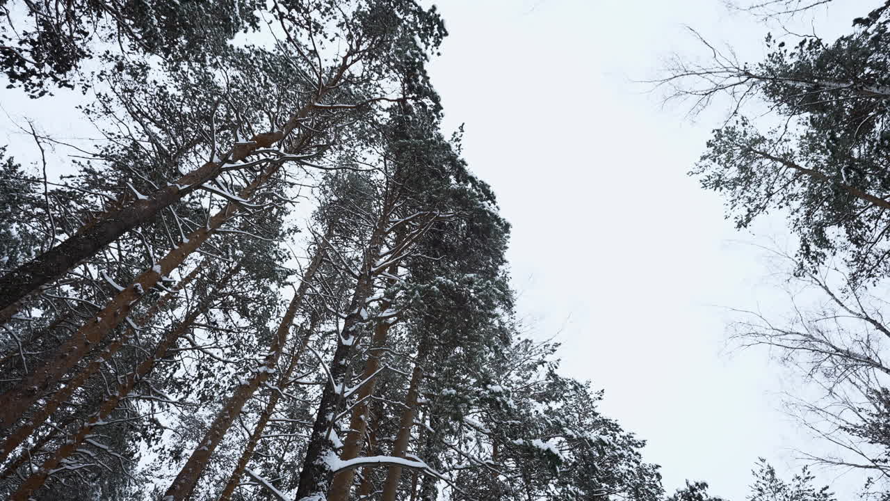 눈 덮인 겨울 숲