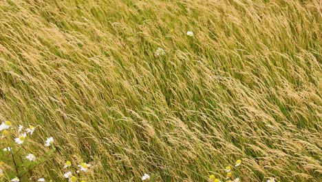 grass swaying in the wind, fife, scotland