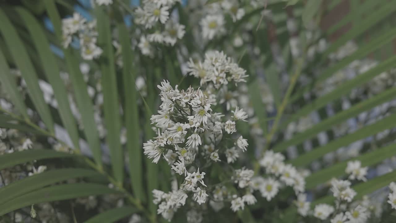A close-up view of delicate white flowers, showing their intricate details, lush textures, and natural beauty
