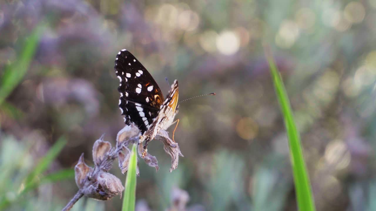 Primo piano di una farfalla mezzaluna ithra che muove le ali, posata su un rametto di lavanda secca