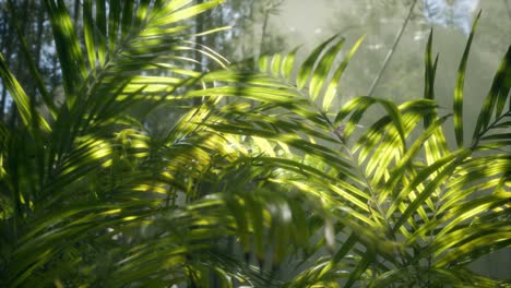 bright light shining through the humid misty fog and jungle leaves