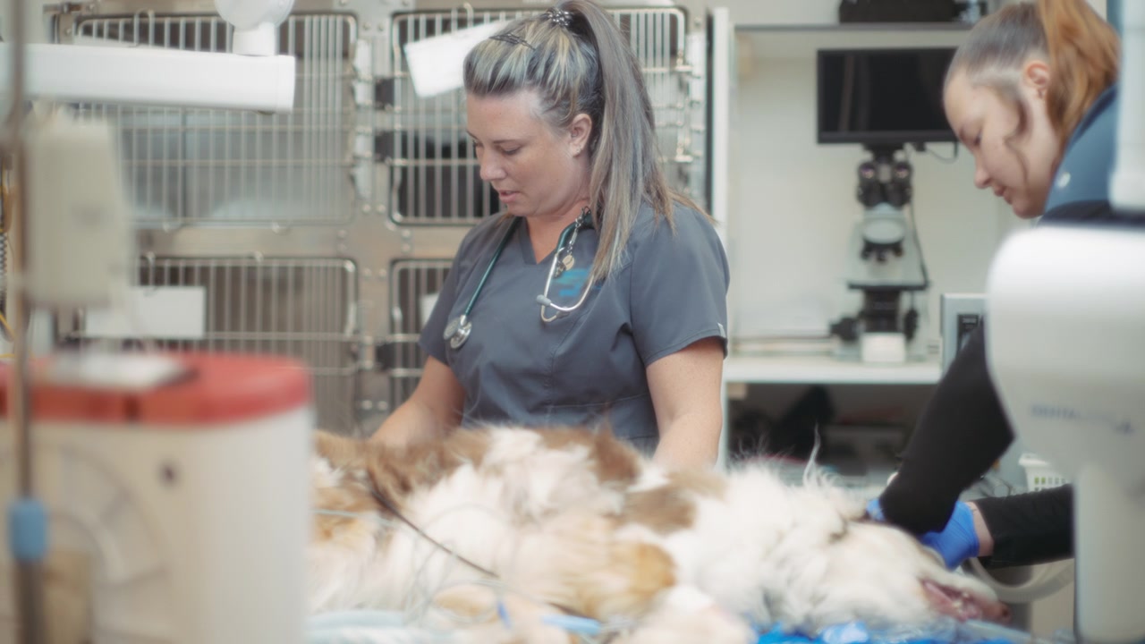 Veterinari durante una procedura dentale.