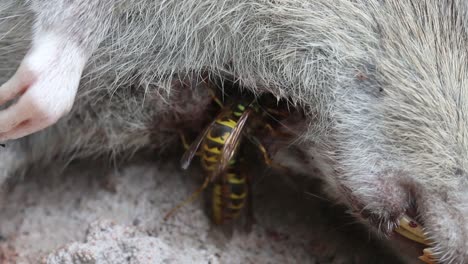 avispas comunes alimentándose de ratas marrones muertas y en descomposición