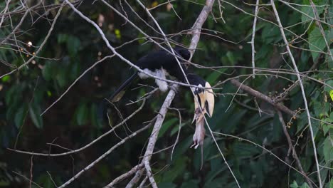 stooping down for awhile and dangling its prey, an oriental pied hornbill anthracoceros albirostris is crushing the bones of a mouse before it can eat it.