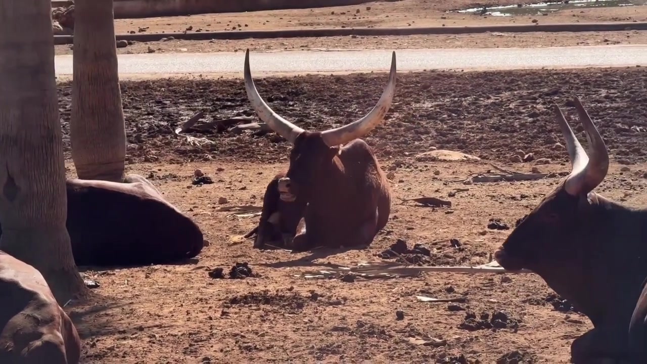 Majestic horned Watusi cattle resting on dry ground