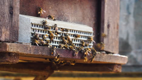 Alejarse-De-Las-Abejas-Obreras-Que-Ingresan-A-La-Colmena-Con-Néctar