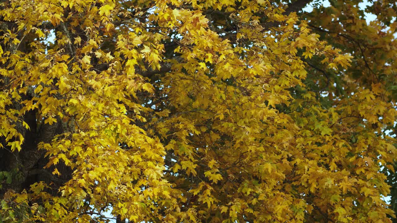 hojas de arce doradas en brisa ligera
