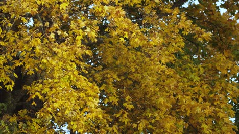 golden maple leafs in light breeze