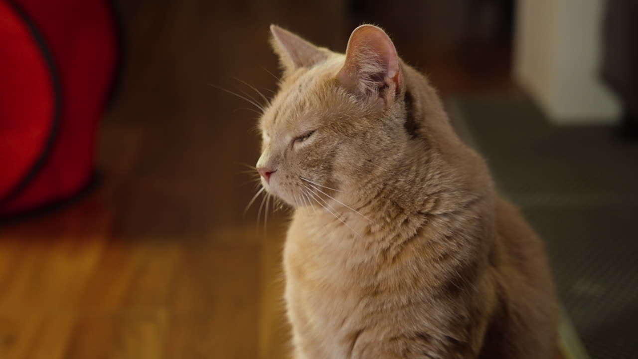 Medium profile view of beautiful tan cat with white whiskers in home office