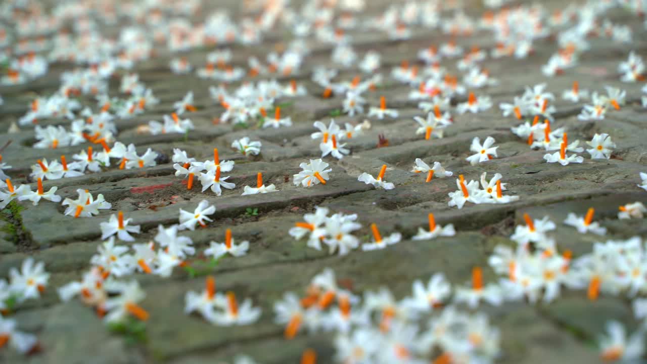 밤 재스민, 슬리 또는 셰팔리 꽃은 가을 시즌에 사라디야 또는 두르가 푸자 축제의 상징 꽃입니다