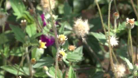 一隻蜜蜂從兩朵白色花中收集花蜜