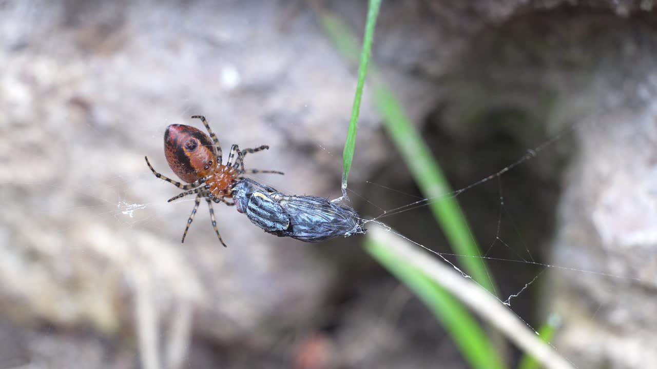 Close-up of a red weaver spider, Alpaida gallardoi, feeding from her prey.